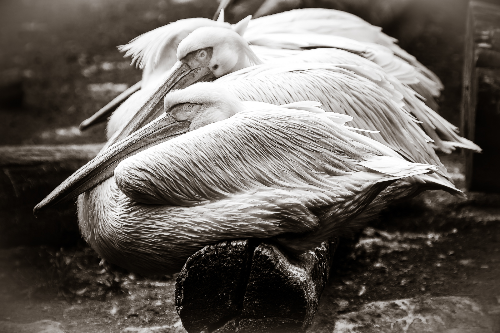 Pelikane.jpg