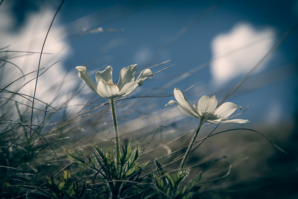 Alpine Flowers.jpg